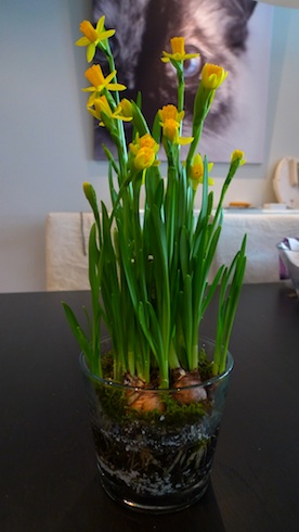 Narcissus Narcissus